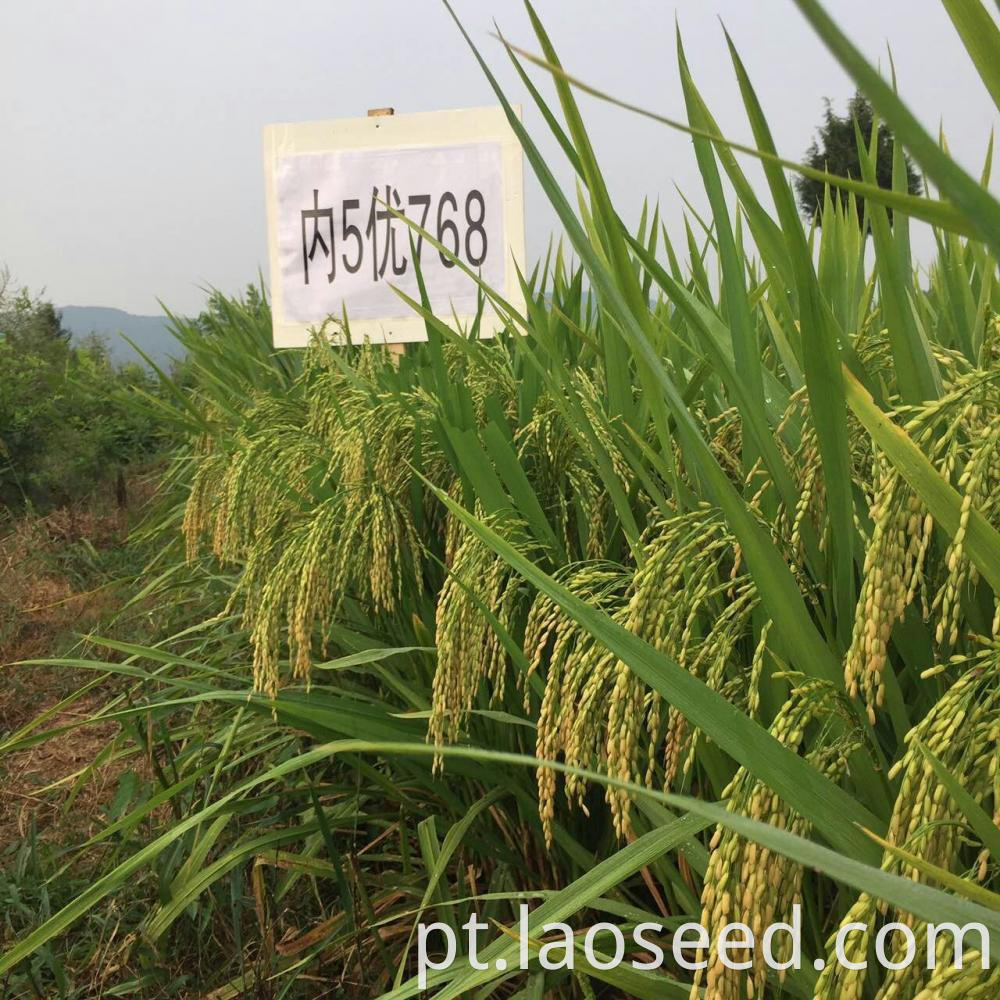 hybrid paddy seeds